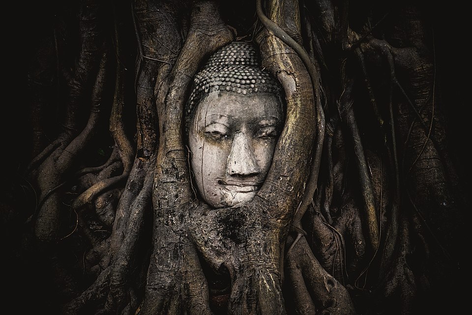 Tête d'une statue de Bouddha emprisonnée dans les racines d'un figuier des pagodes, dans les ruines de l'ancienne ville d'Ayutthaya en Thaïlande (Ilustration du texte L’Homme et l’Univers)